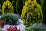 Gartenlichterkette – 30 LED-Kugeln – 10,6 m – Warmweiß 3000K – Wetterfest & Dekorativ